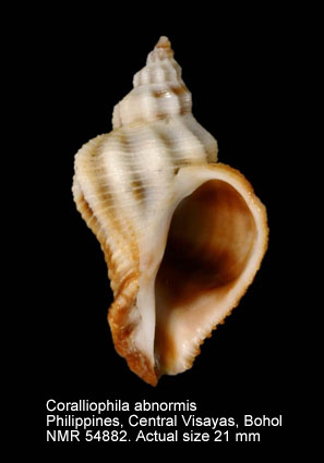 Coralliophila abnormis.jpg - Coralliophila abnormis(E.A.Smith,1878)
